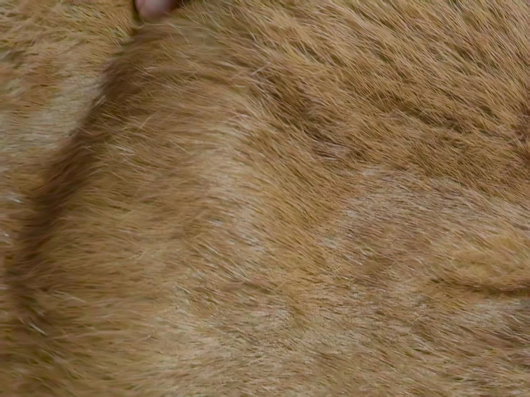 Real Rex Rabbit Fur Coat f